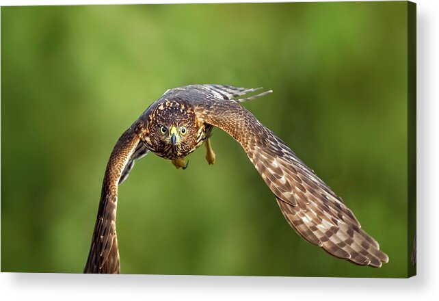 Amelia Island Acrylic Print featuring the photograph Red-Tailed Hawk by Peter Lakomy