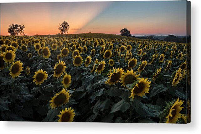 Ryan Heffron Acrylic Print featuring the photograph Sunflower Sunset #9 by Ryan Heffron