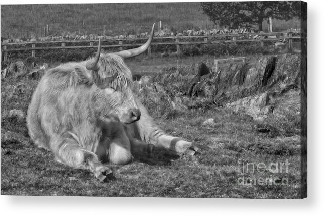Highland Cow Bulls Acrylic Print featuring the photograph A Resting Highlander by Linsey Williams
