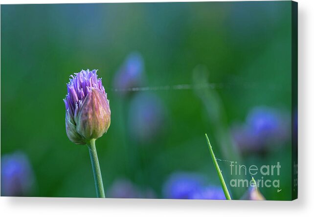Landscape Acrylic Print featuring the photograph A Spider Strain by Alana Ranney