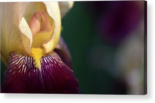 Iris Acrylic Print featuring the photograph Among the Irises by Holly Ross