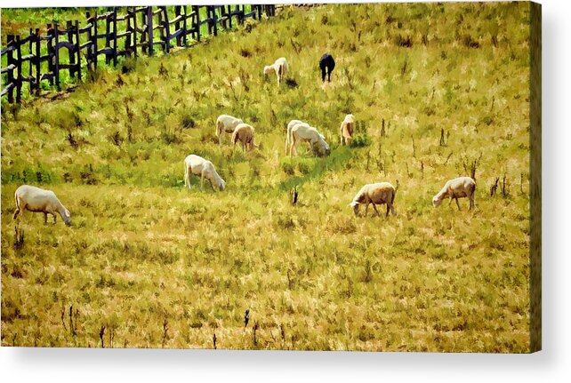 Landscapes Acrylic Print featuring the photograph And One Black Sheep by Jan Amiss Photography