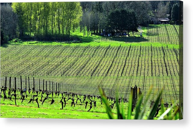 Anne Acrylic Print featuring the photograph Anne Amie Vineyard Lines 23093 14x8 by Jerry Sodorff
