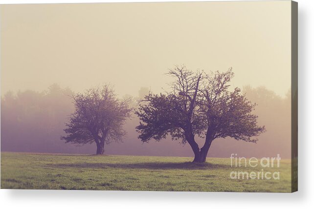 New Hampshire Acrylic Print featuring the photograph Apple Orchard in the Fog by Edward Fielding