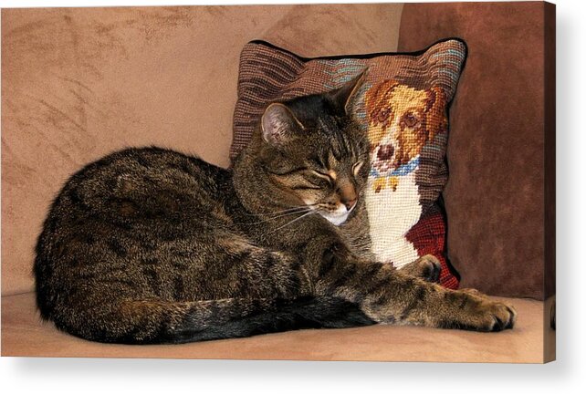 Tabby Cats Acrylic Print featuring the photograph At Least One Thing Dogs are Good For by Angela Davies