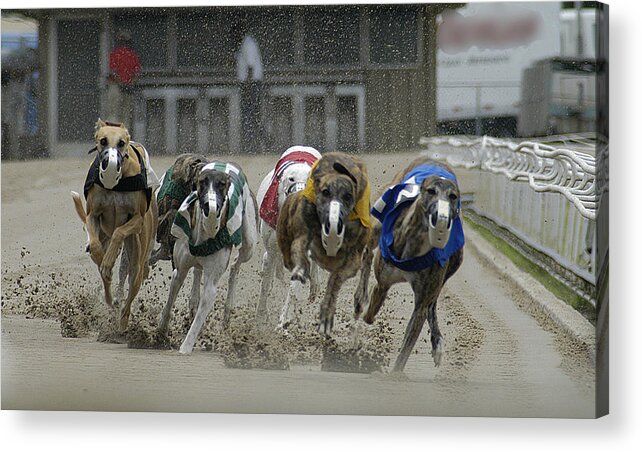 Greyhounds Acrylic Print featuring the photograph At The Track by DArcy Evans