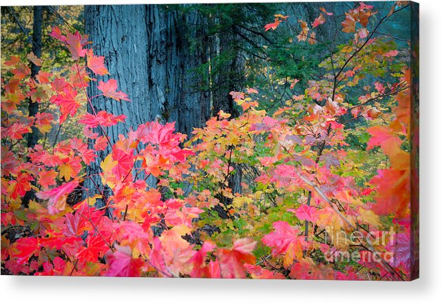 Nature Acrylic Print featuring the photograph Autumn Forest by Idaho Scenic Images Linda Lantzy