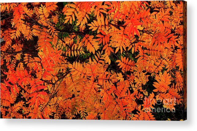  Acrylic Print featuring the digital art Autumn in Maple Creek by Darcy Dietrich