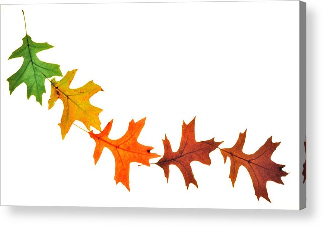 Leaves Acrylic Print featuring the photograph Autumn Leaves 1 by Mark Fuller