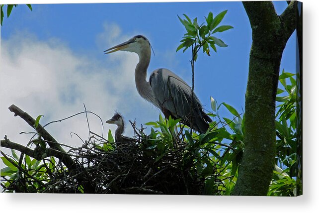 Great Blue Heron Acrylic Print featuring the photograph Baby and Mom Great Blue Heron by Judy Wanamaker