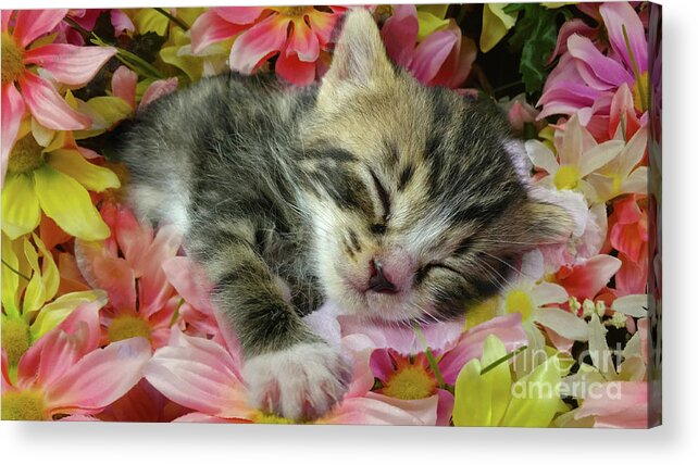 Kitten Acrylic Print featuring the photograph Baby by Geraldine DeBoer