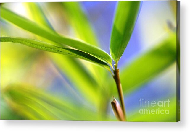 Macro Photography Acrylic Print featuring the photograph Bamboo by Catherine Lau