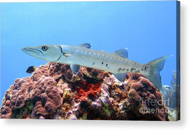 Underwater Acrylic Print featuring the photograph Barracuda 6 by Daryl Duda