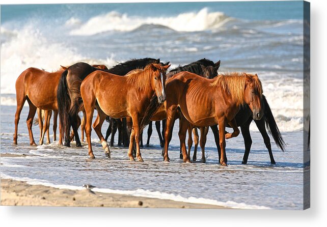 Waves Acrylic Print featuring the photograph Beach Ponies by Robert Och