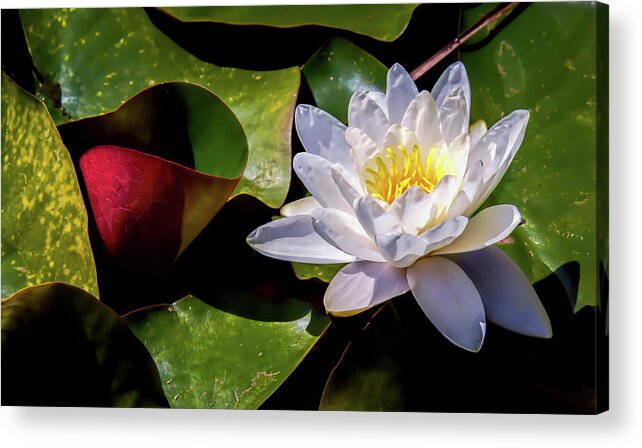 Water Lily Acrylic Print featuring the photograph Beauty Amongst The Lily Pads by Wes Iversen
