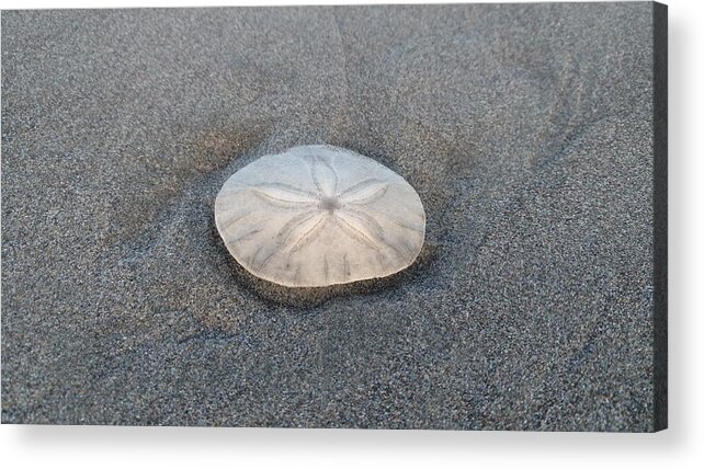 Sand Dollar Acrylic Print featuring the photograph Becca's by Frederick Messner