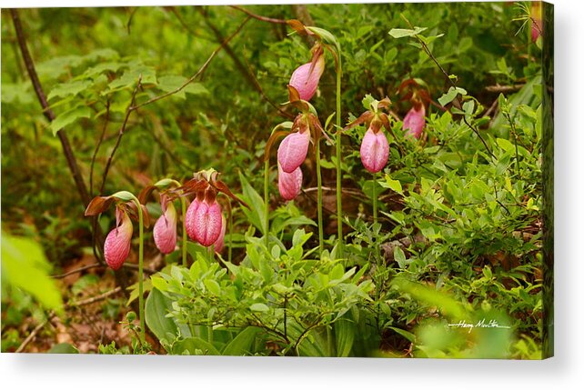 Flower Acrylic Print featuring the photograph Bed of Lady's Slippers by Harry Moulton