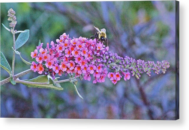 Bumble Bee Acrylic Print featuring the photograph Bee at Brunch by Janis Senungetuk