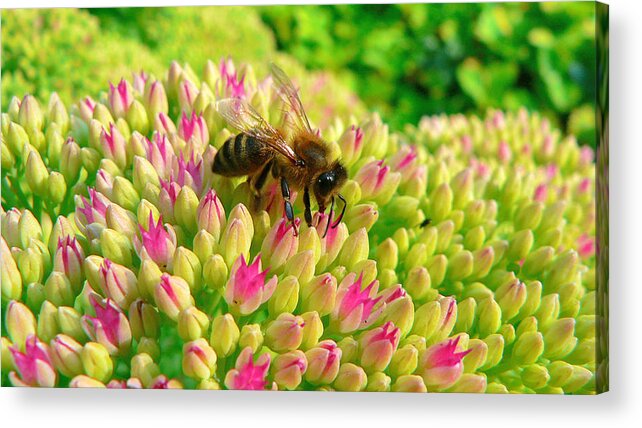Flowers Acrylic Print featuring the photograph Bee On Flower by Larry Keahey