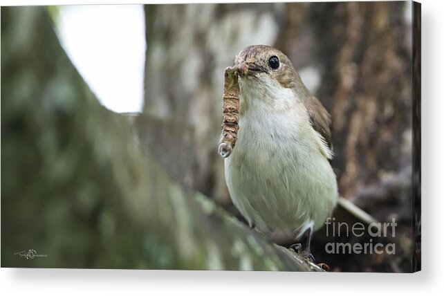 Pied Flycatcher Acrylic Print featuring the photograph Big Meal by Torbjorn Swenelius