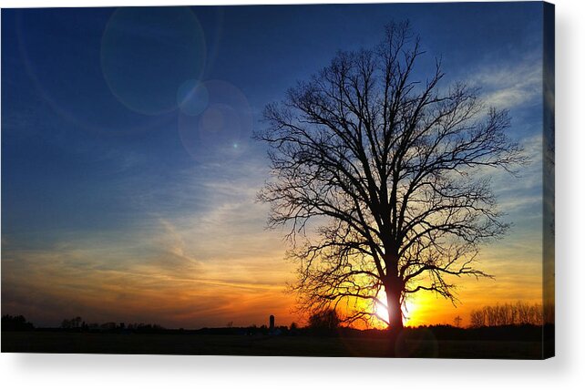 Captured The Sun Setting Behind This Massive Old Oak Tree Acrylic Print featuring the photograph Big Oak Splendor by Brook Burling