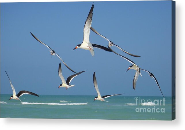 Birds Acrylic Print featuring the photograph Birds in Paradise by Jan Daniels