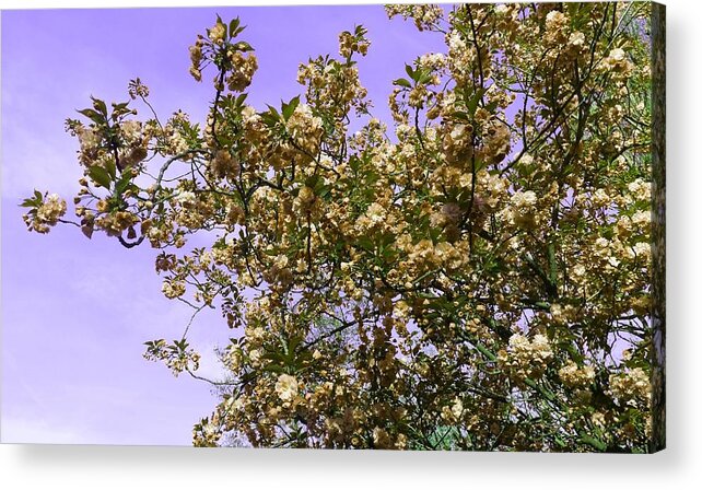 Fantasy Acrylic Print featuring the photograph Blossom O'clock In Pale Gold by Rowena Tutty