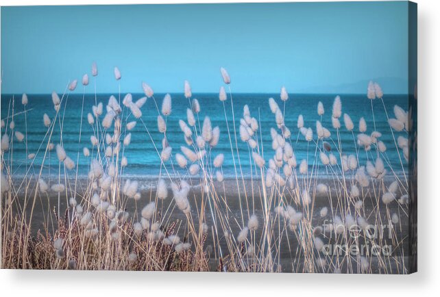 Beach Acrylic Print featuring the photograph Blowing in the wind by Karen Lewis