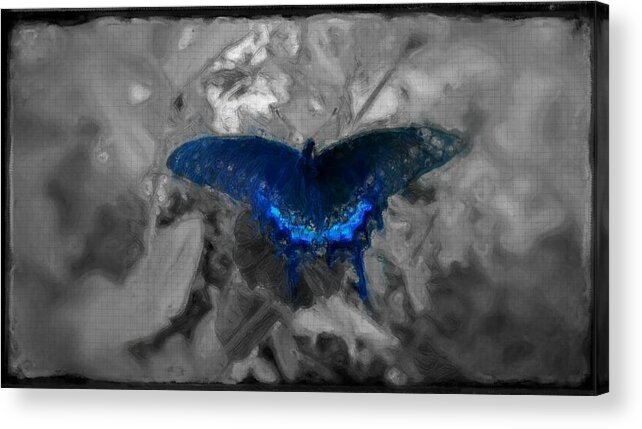 Delicate Acrylic Print featuring the digital art Blue butterfly in charcoal and vibrant aqua paint by MendyZ