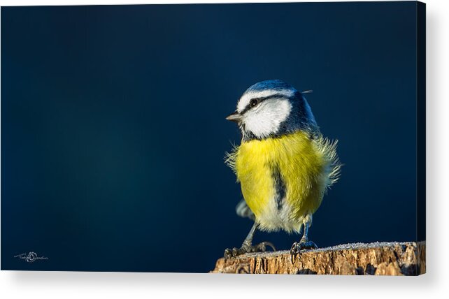 Blue On Blue Acrylic Print featuring the photograph Blue on Blue by Torbjorn Swenelius