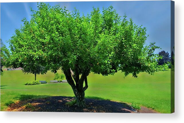 Tree Acrylic Print featuring the photograph Branching Out by Dani McEvoy