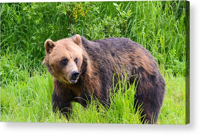 Brown Bear Acrylic Print featuring the photograph Brownie by Barry Bohn