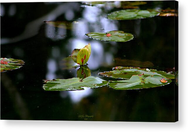 Lily Pad Acrylic Print featuring the photograph Butterfly Lily Pad by Jeanette C Landstrom