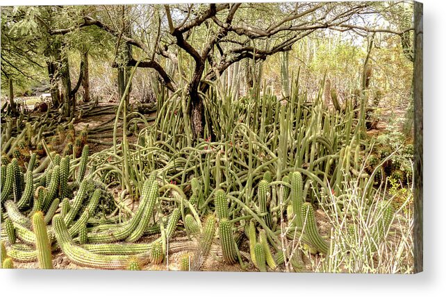 Cactus Acrylic Print featuring the digital art Cactus floor 2 by Darrell Foster