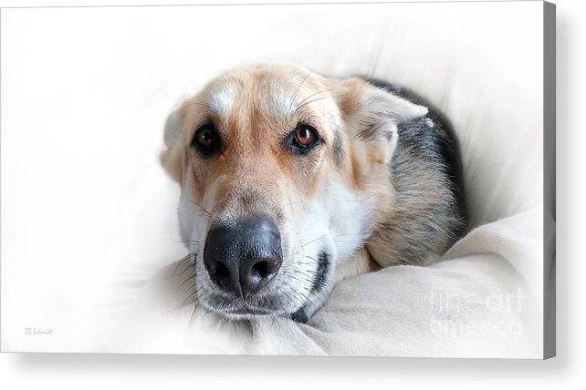Can I Stay Here Acrylic Print featuring the photograph Can I Stay Here by E B Schmidt
