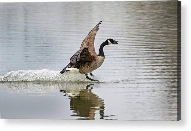 Canada Goose Acrylic Print featuring the photograph Canada Goose Landing by Inge Riis McDonald
