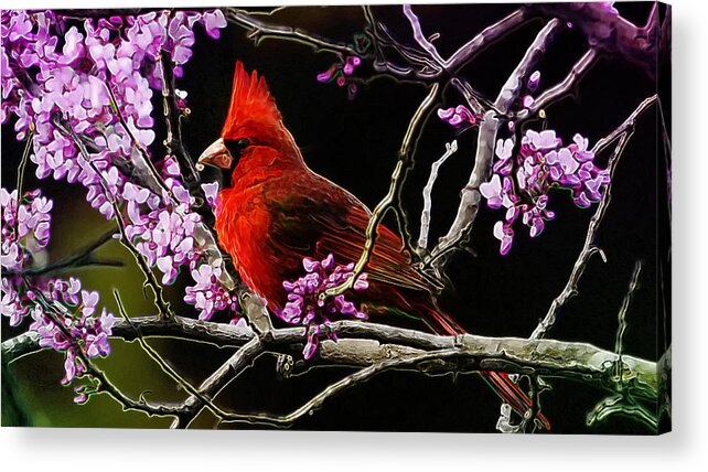 Cardinal Acrylic Print featuring the photograph Cardinal in Bloom by Bill and Linda Tiepelman