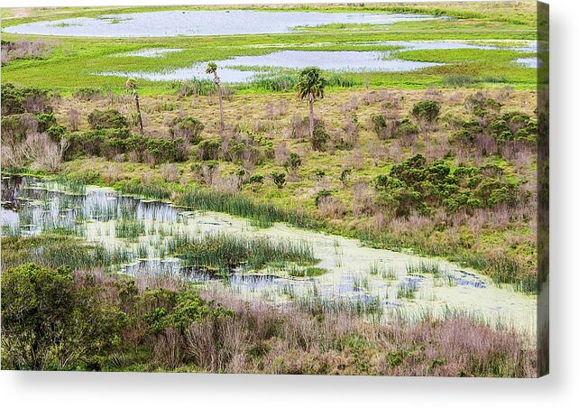 Celery Acrylic Print featuring the photograph Celery Fields View by Richard Goldman