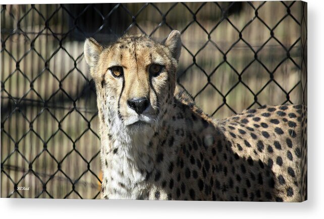 Maryland Acrylic Print featuring the photograph Cheetah Alert by Ronald Reid