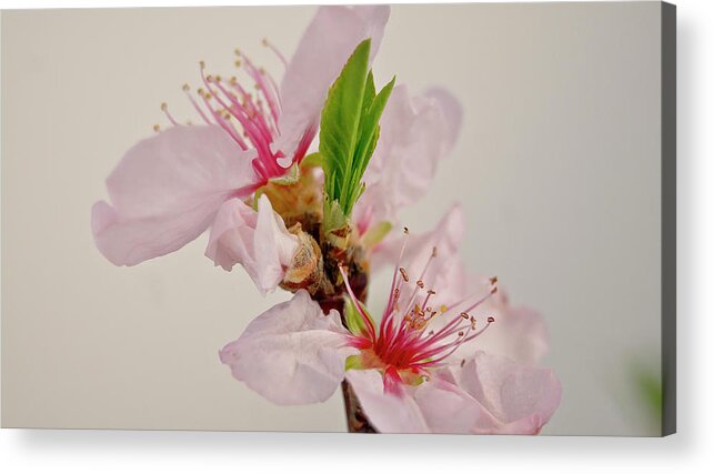 Cherry Acrylic Print featuring the photograph Cherry blossom III by Elena Perelman