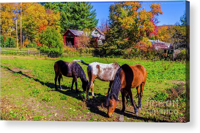 Fall Foliage Acrylic Print featuring the photograph Classic Vermont Scene by Scenic Vermont Photography