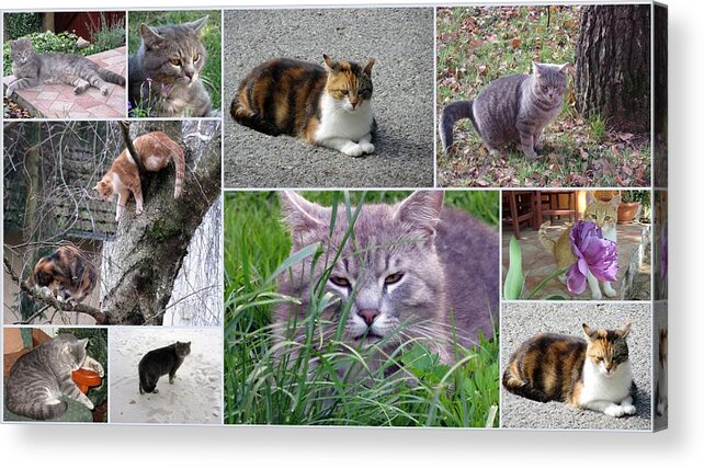 Cats Acrylic Print featuring the photograph Collage Of Photos Cats by Vesna Martinjak