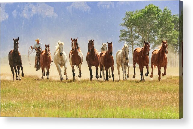Horses Acrylic Print featuring the photograph Coming At You by Jack Bell