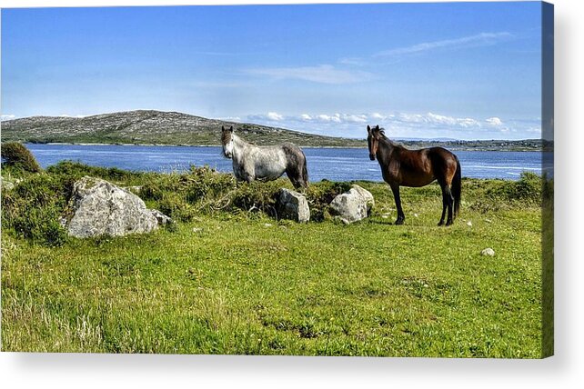 Connemara Acrylic Print featuring the photograph Connemara Ponies by Joe Ormonde