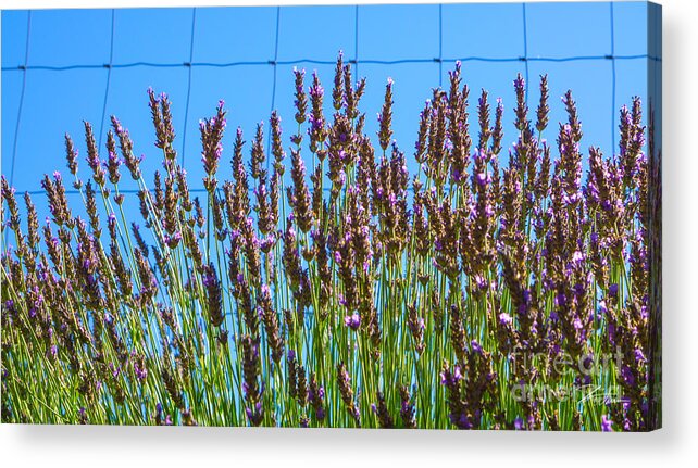 Flowers Acrylic Print featuring the photograph Country Lavender III by Shari Warren