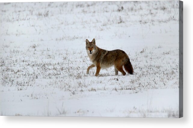Coyote Acrylic Print featuring the photograph Coyote in the Snow by Brook Burling