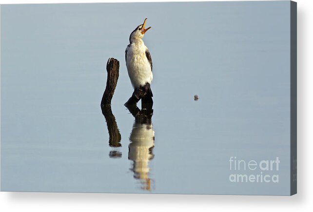 Cormorant Riverglades Murray Rive Murray Bridge South Australia Bird Water Wildlife Australian Acrylic Print featuring the photograph Cranky Cormorant by Bill Robinson