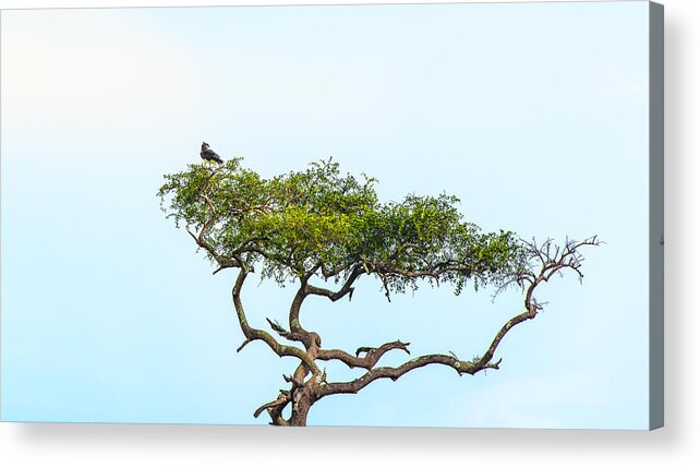 Birds Acrylic Print featuring the photograph Crested snake eagle by Patrick Kain