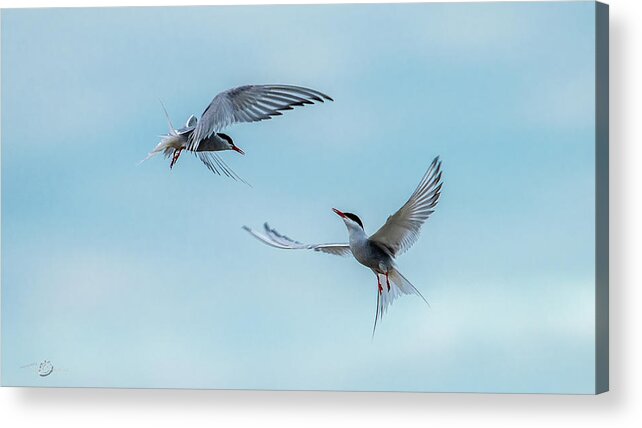 Flying Common Terns Acrylic Print featuring the photograph Dancing Terns by Torbjorn Swenelius