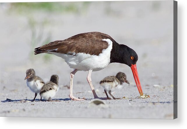 American Oyster Catcher And Chicks. Acrylic Print featuring the photograph Dinner time by John Kearns
